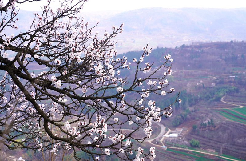 3月25日，西安市臨潼區(qū)仁宗街道莊王村官溝組杏花嶺上的杏花迎風(fēng)怒放。王三合攝