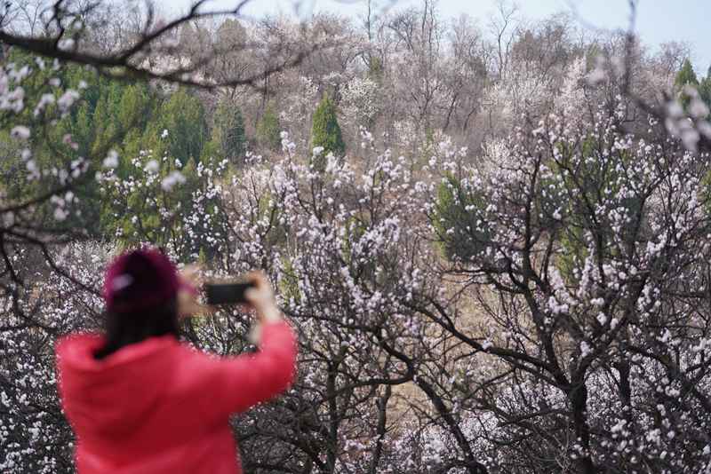 3月25日，游客在杏花嶺上賞花打卡。王三合攝