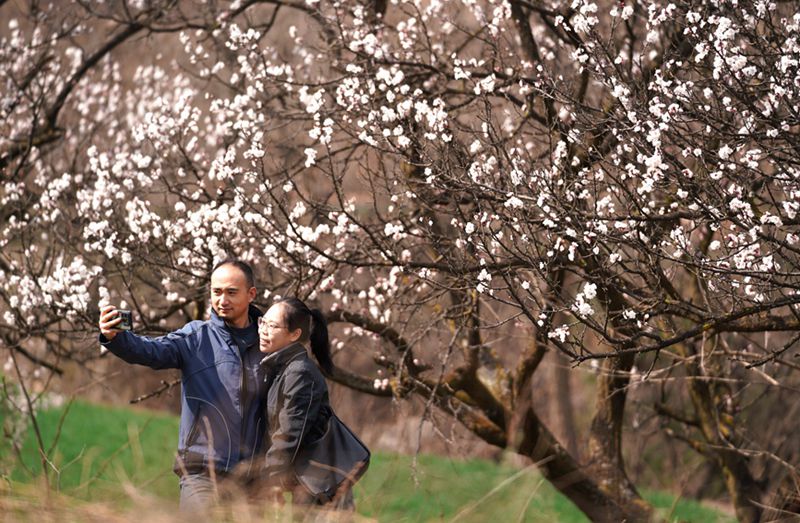 3月25日，游客在杏花嶺上賞花打卡。王三合攝