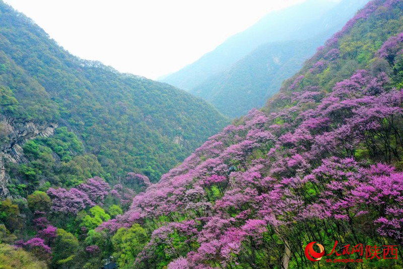 花開秦嶺鋪“流霞”