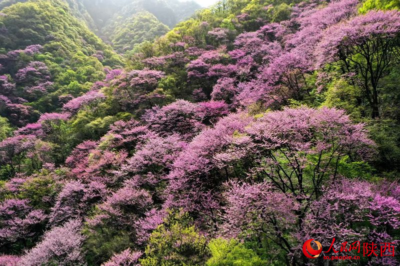 花開(kāi)秦嶺鋪“流霞”【7】