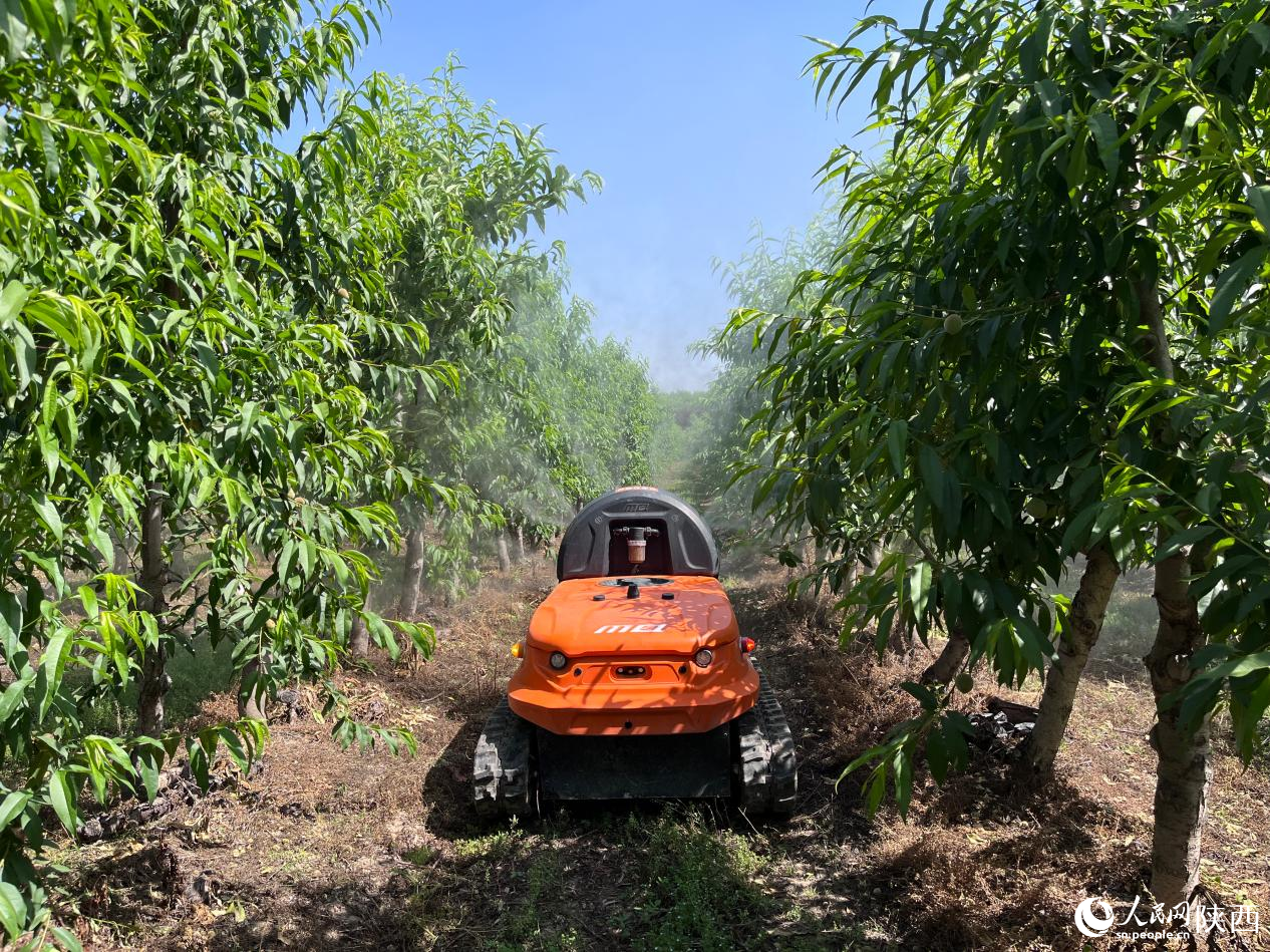 M200農(nóng)業(yè)無人車在果園進(jìn)行噴灑作業(yè)。人民網(wǎng)記者 吳超攝