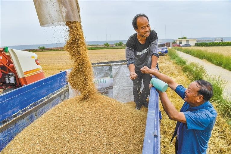 6月1日，在西安市八里塬，萬畝小麥進(jìn)入成熟期，收割機(jī)穿梭田間搶收小麥。袁景智攝