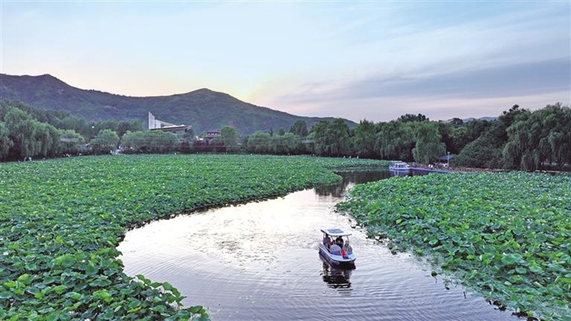 7月2日，在丹鳳縣棣花古鎮(zhèn)，夕陽下的荷塘與游船相映成趣，讓游客流連忘返。母家亮攝