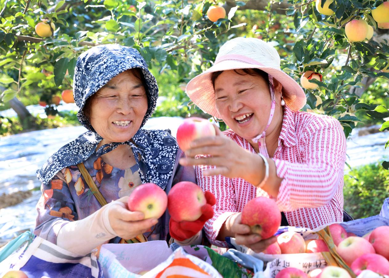 陜西合陽：嘎啦蘋果飄香 果農(nóng)互助情濃