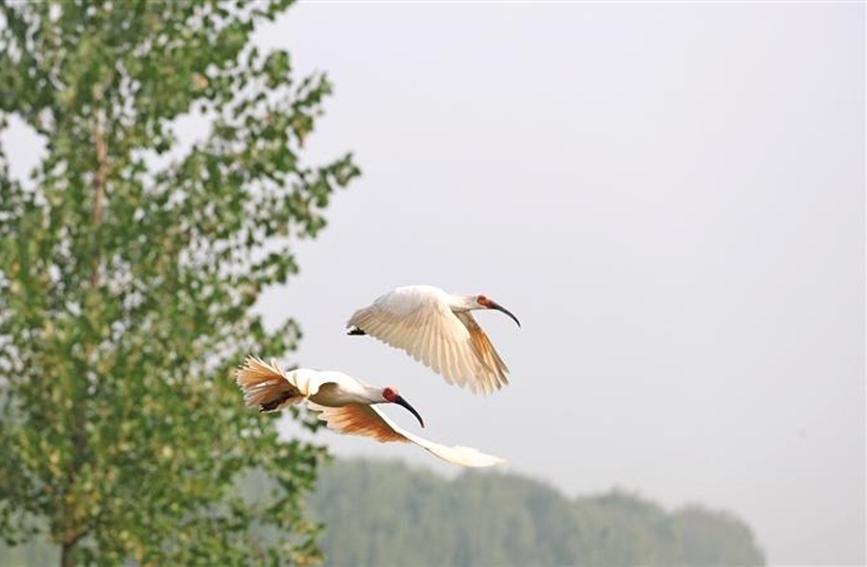 10月15日，在咸陽(yáng)市渭河秦都段細(xì)柳營(yíng)濕地，朱鹮放飛野外活動(dòng)舉行。圖為展翅翱翔的朱鹮。