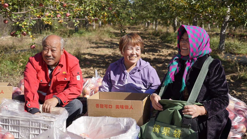 村民們正在采摘蘋(píng)果。