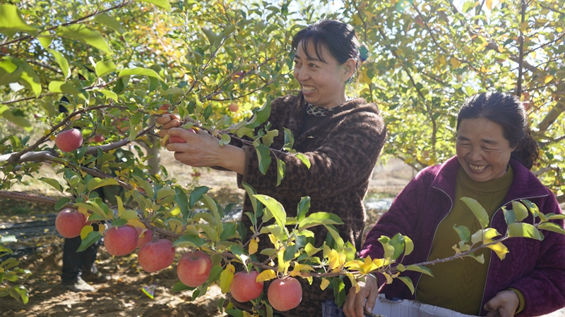 小河村的蘋果喜獲豐收，村民們正在果園采摘。