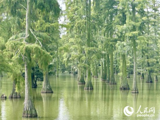 湖北省武漢漲渡湖濕地，池杉“破水而出”。人民網(wǎng)記者 張沛攝